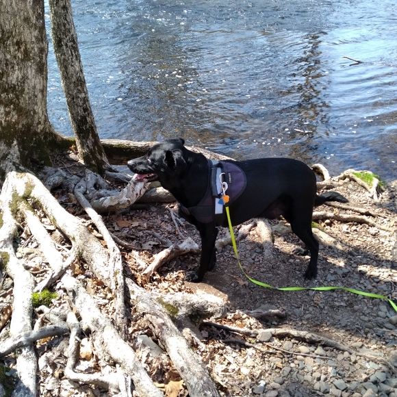 Meet your Posher, Kimberly Dawn - Picture 4 of 10